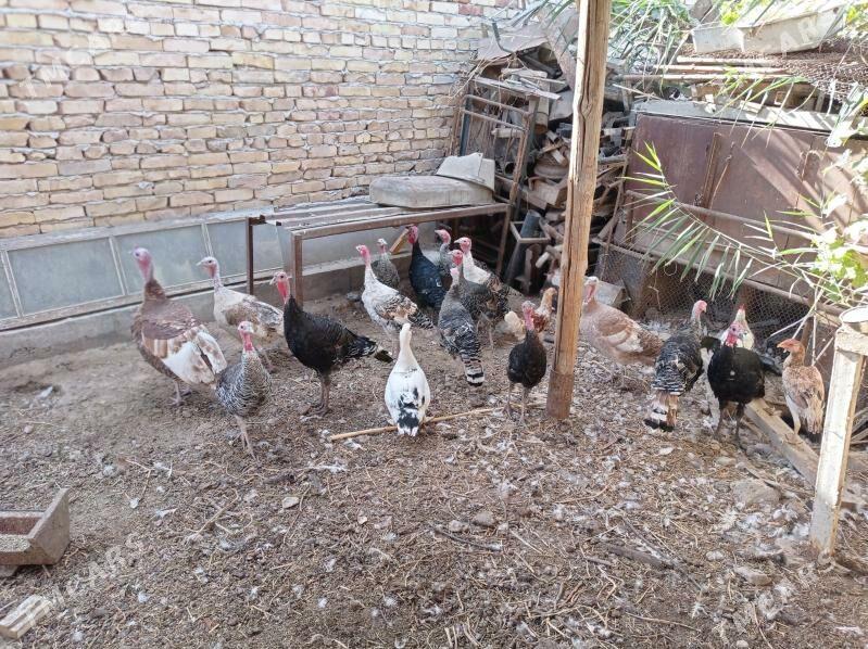 İndyuk - Türkmenabat - img 2