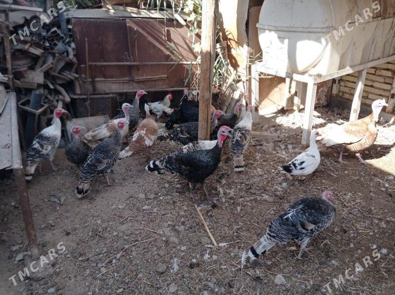 İndyuk - Türkmenabat - img 6