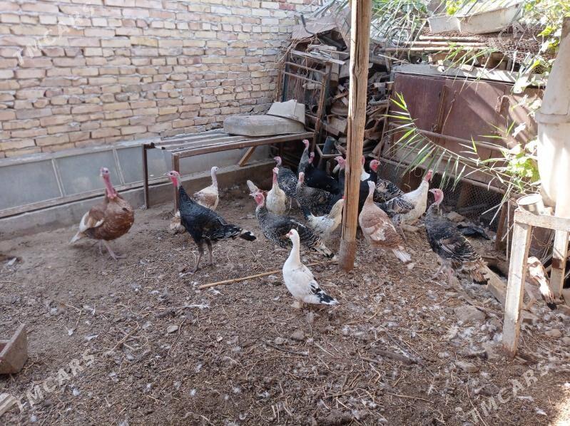 İndyuk - Türkmenabat - img 4