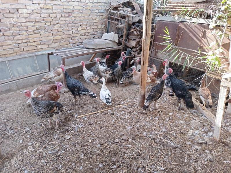 İndyuk - Türkmenabat - img 3