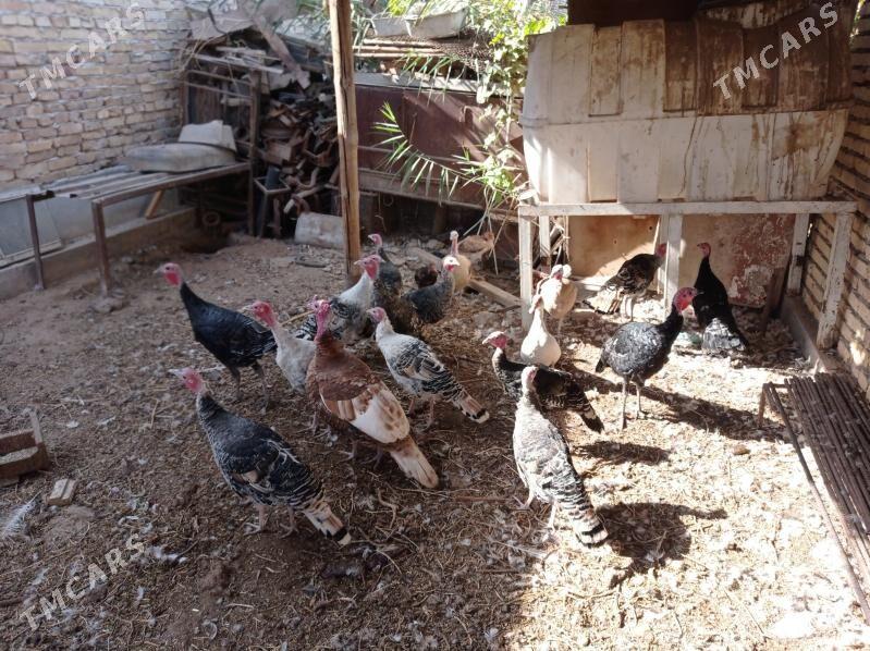 İndyuk - Türkmenabat - img 1