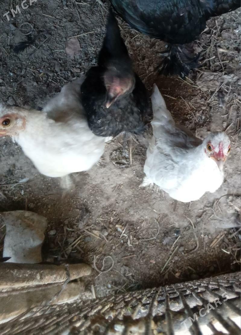 йапончик - Чарджоу - img 2