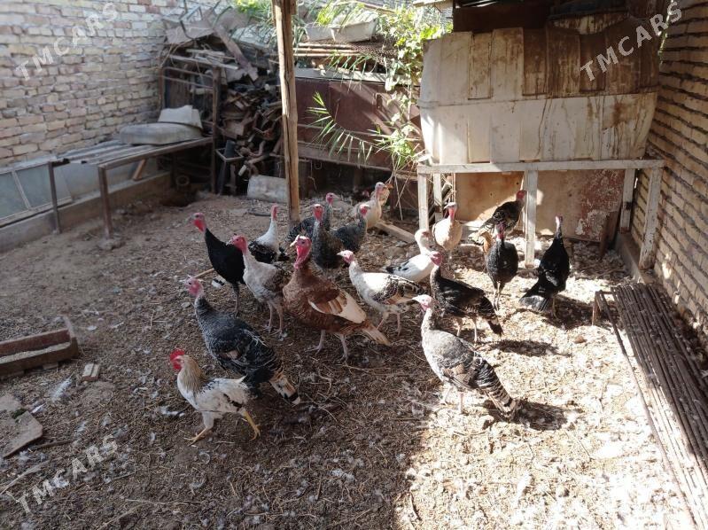 İndyuk - Türkmenabat - img 5