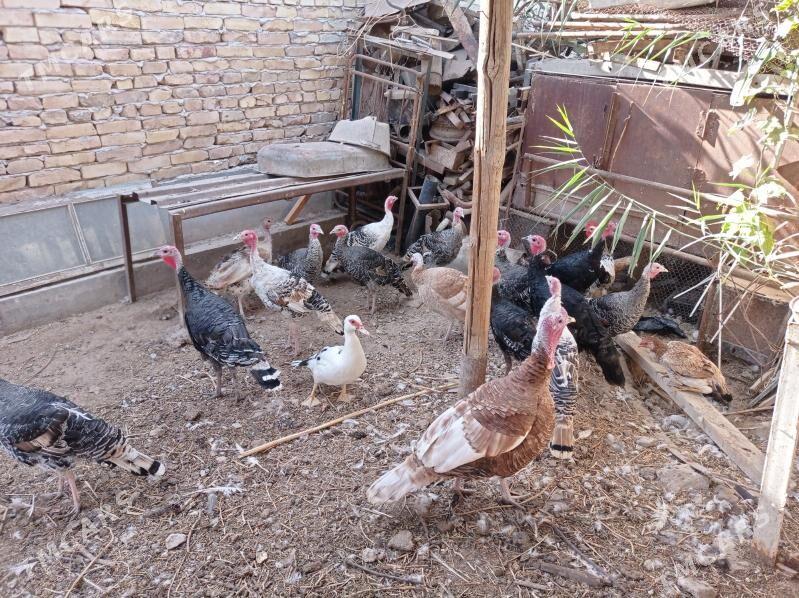 İndyuk - Türkmenabat - img 7