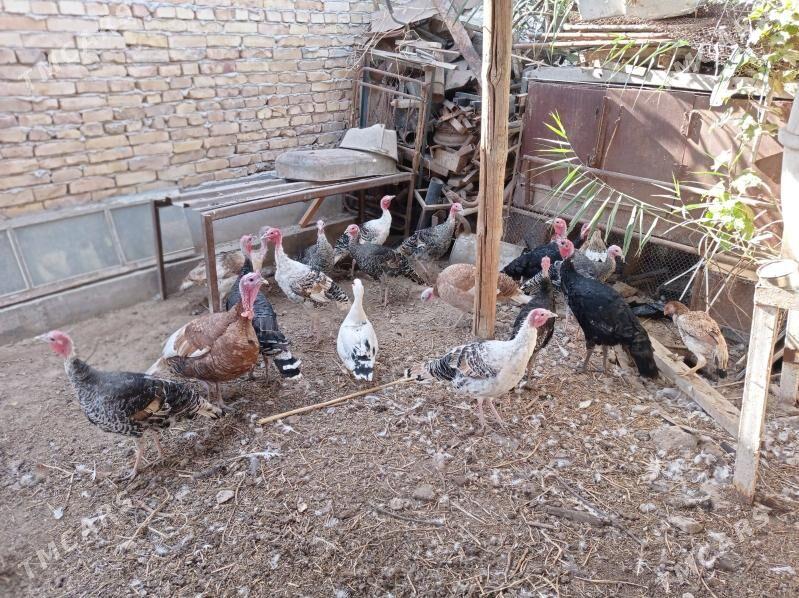 İndyuk - Türkmenabat - img 8