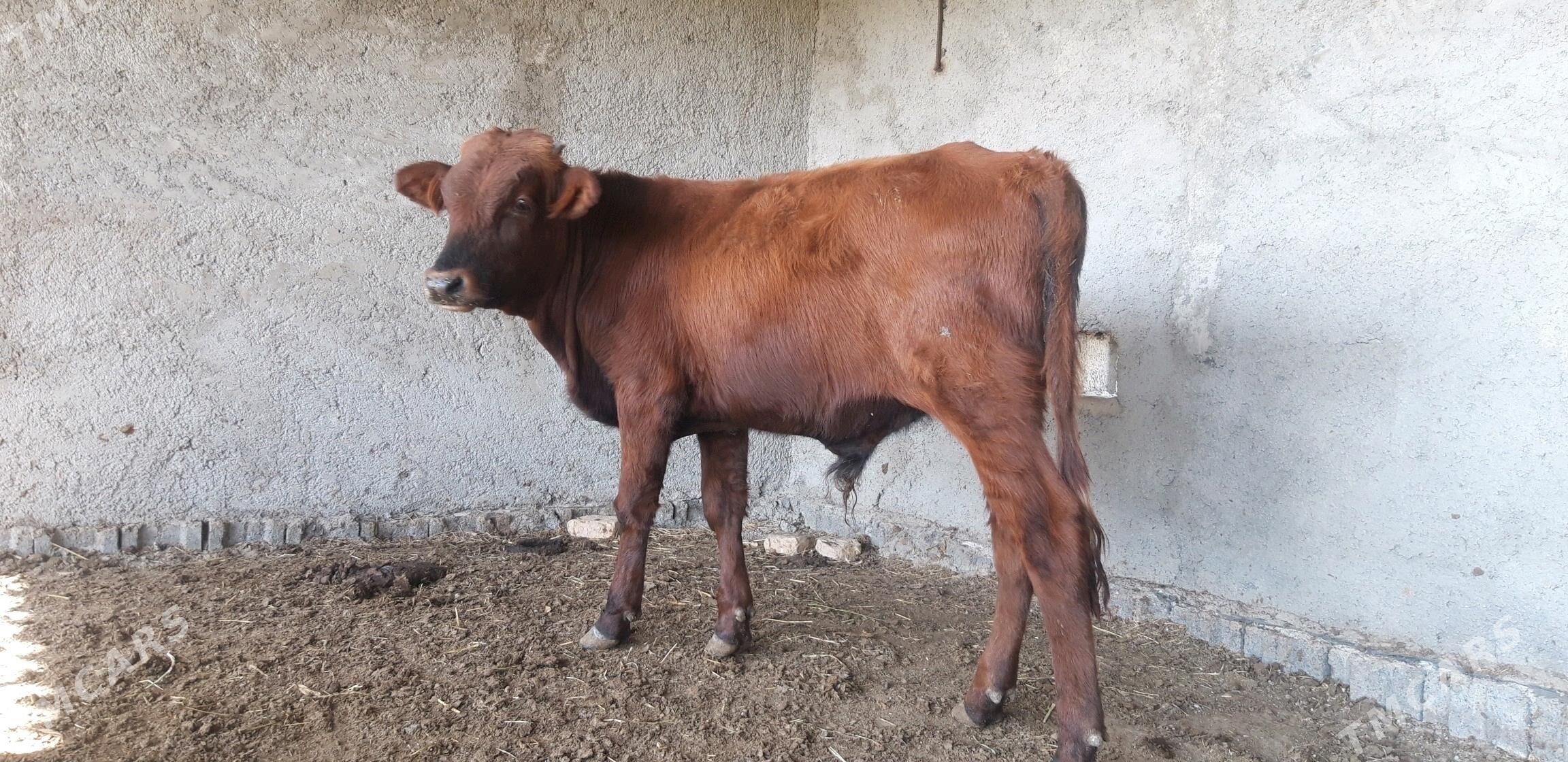 Satlyk őkűz - Векильбазар - img 3