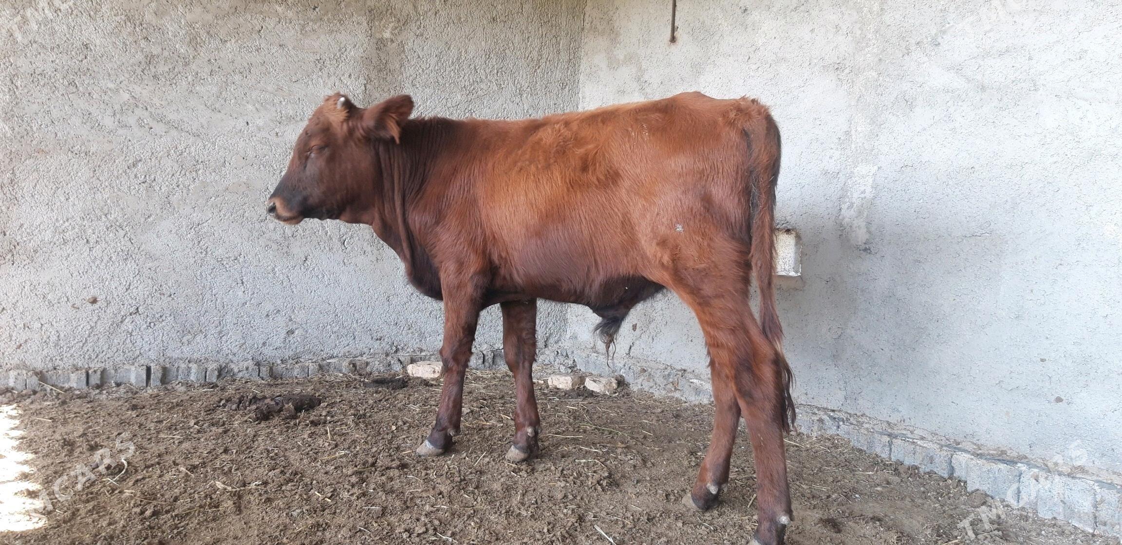 Satlyk őkűz - Векильбазар - img 2