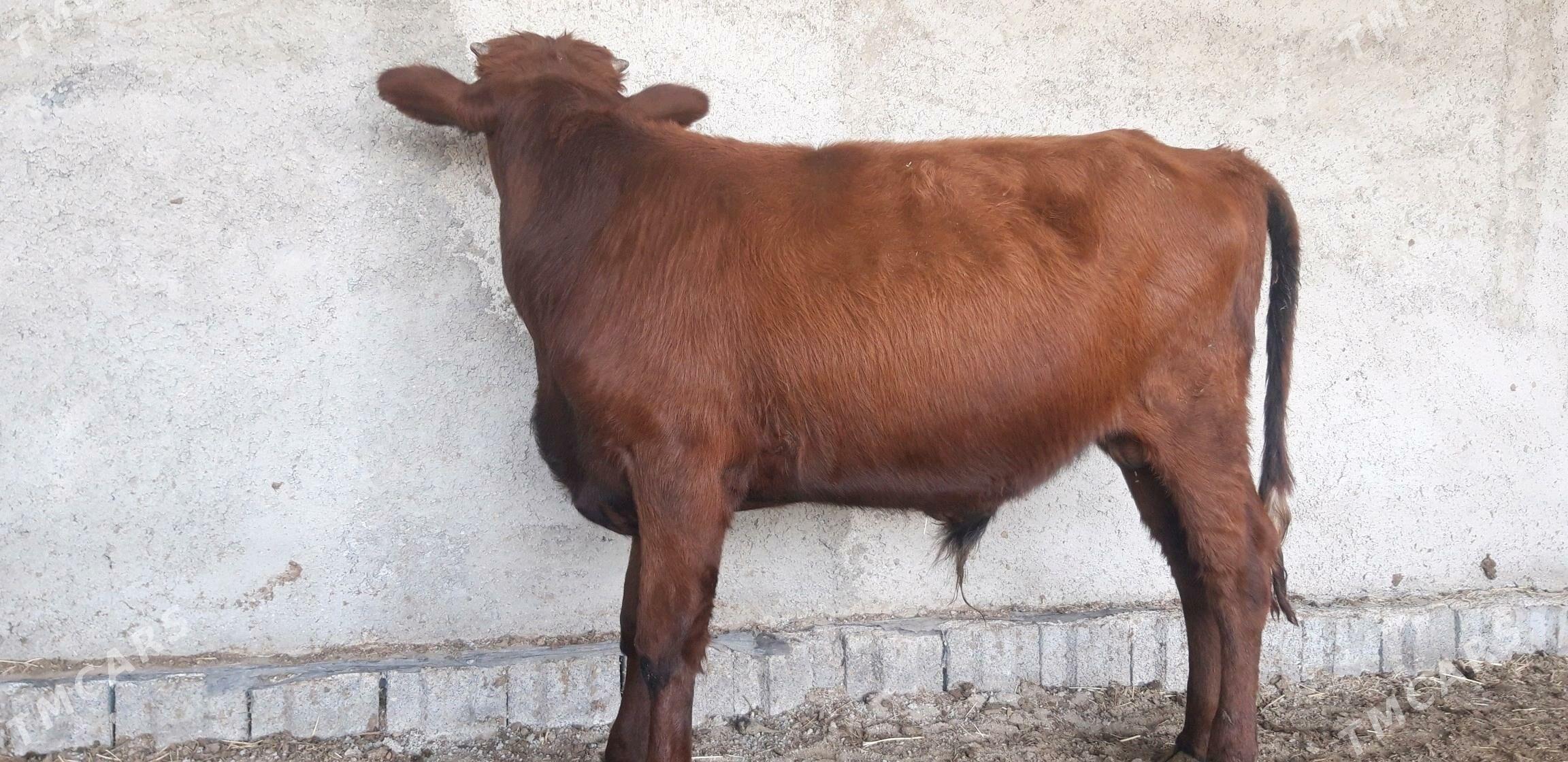 Satlyk őkűz - Векильбазар - img 8