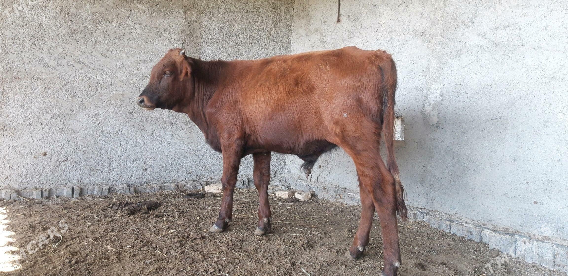 Satlyk őkűz - Векильбазар - img 6