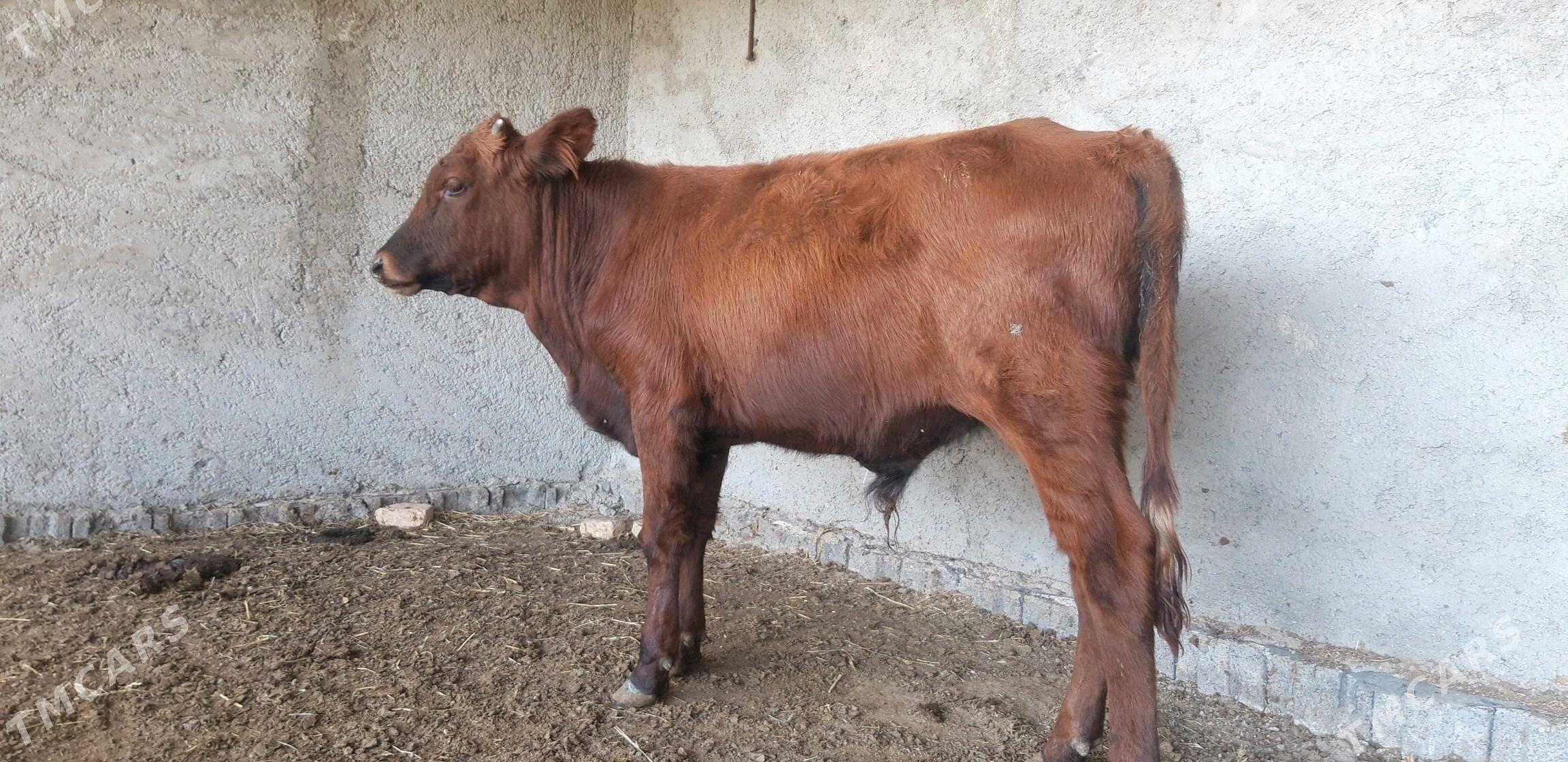 Satlyk őkűz - Векильбазар - img 7