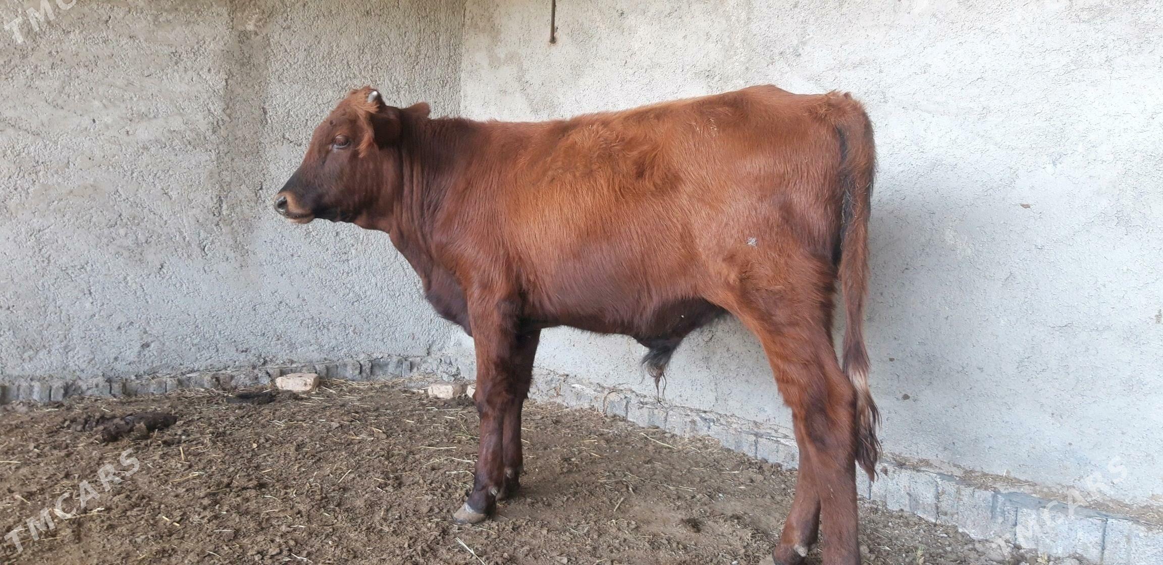 Satlyk őkűz - Векильбазар - img 9