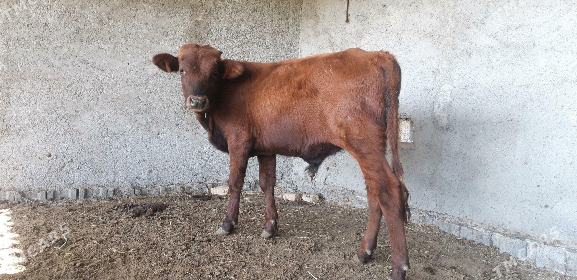 Satlyk őkűz - Векильбазар - img 4