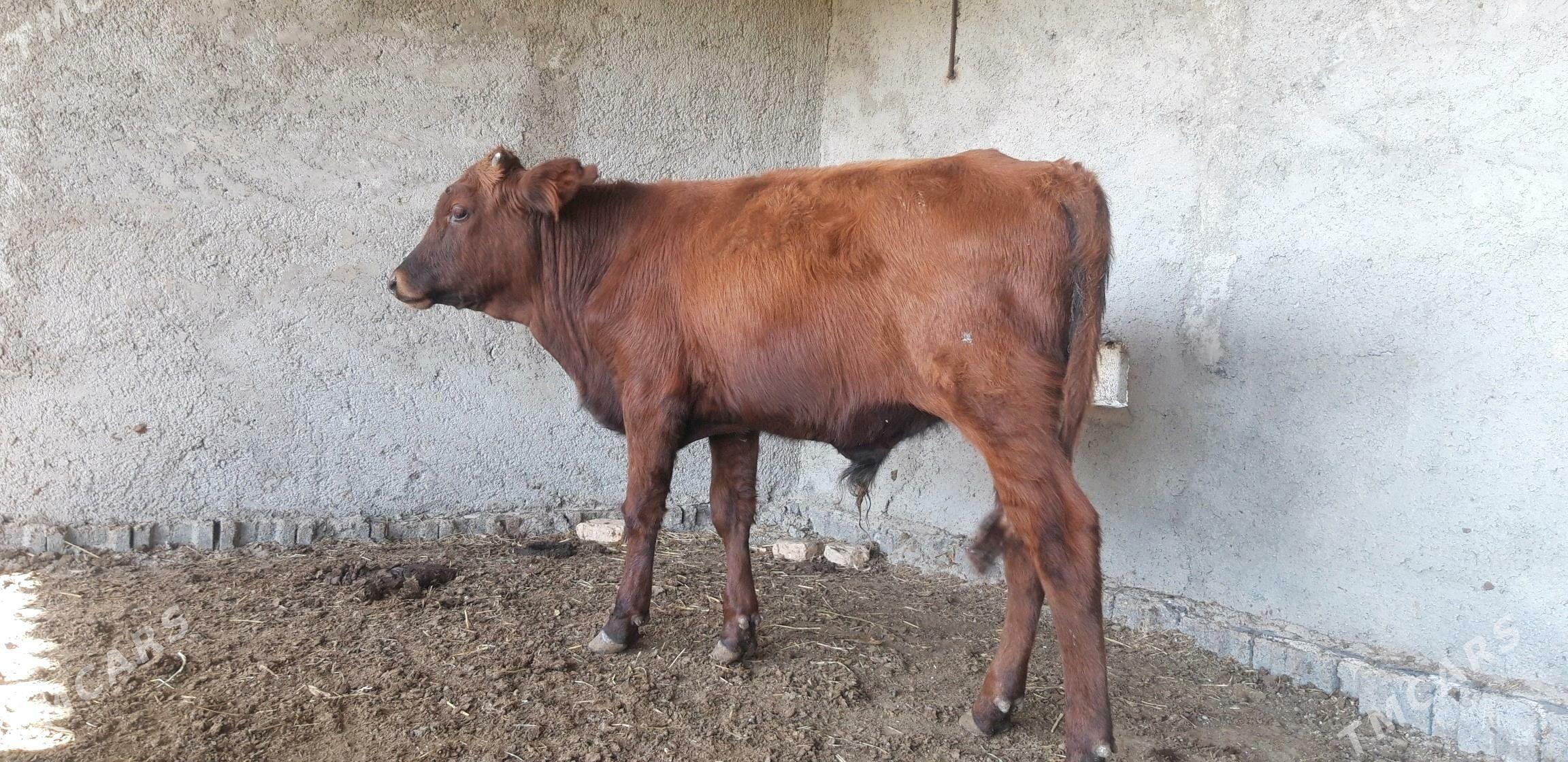 Satlyk őkűz - Векильбазар - img 5