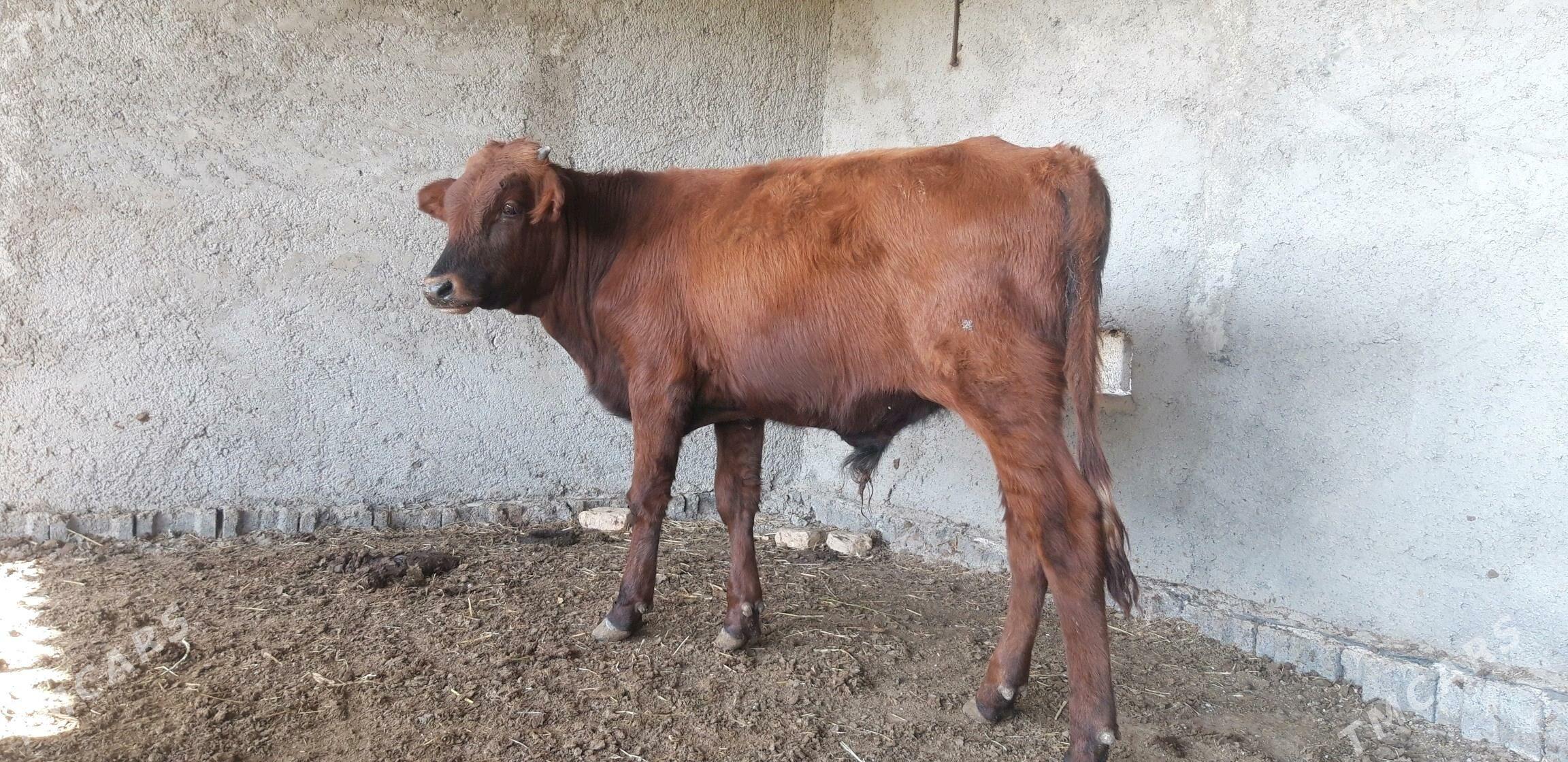 Satlyk őkűz - Векильбазар - img 10