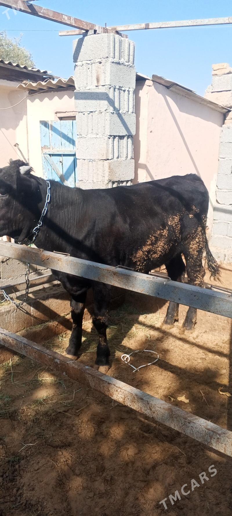 okuz - Änew - img 1