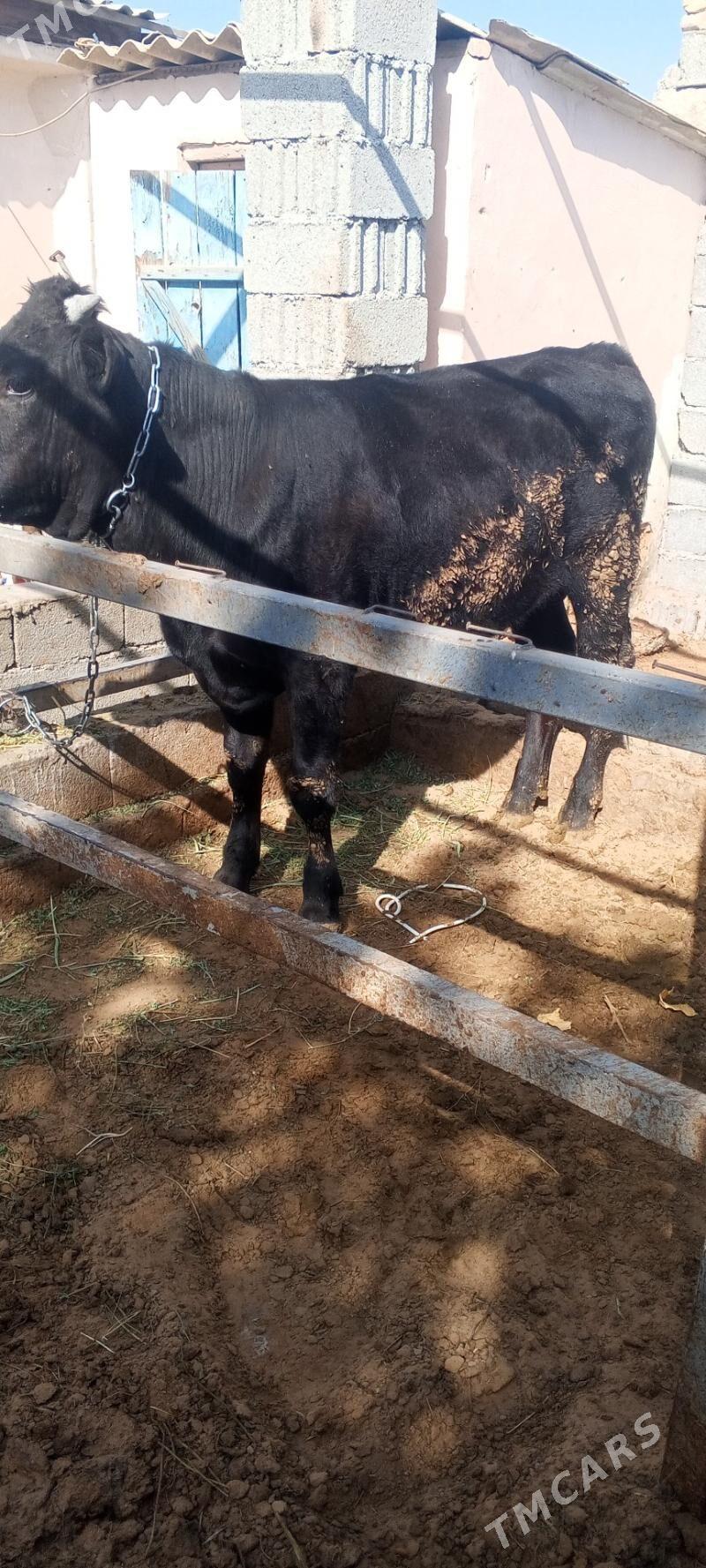 okuz - Änew - img 2