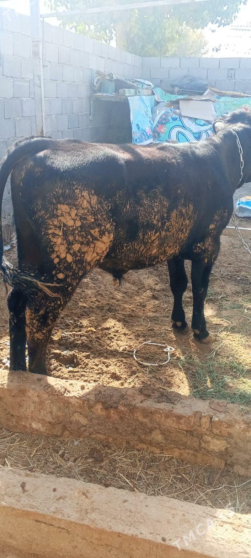 okuz - Änew - img 3