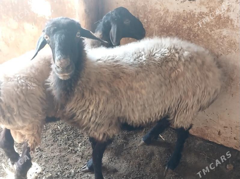 goÿun - Bagyr - img 1