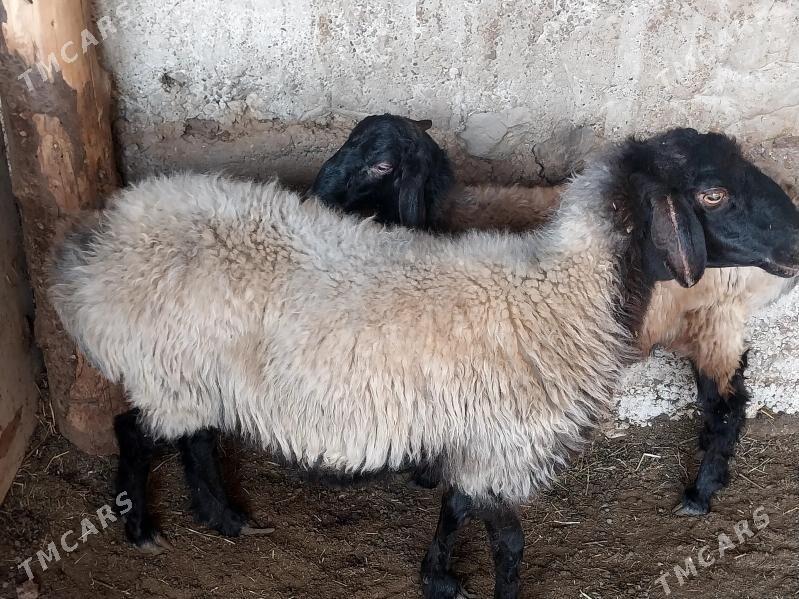 goÿun - Bagyr - img 3