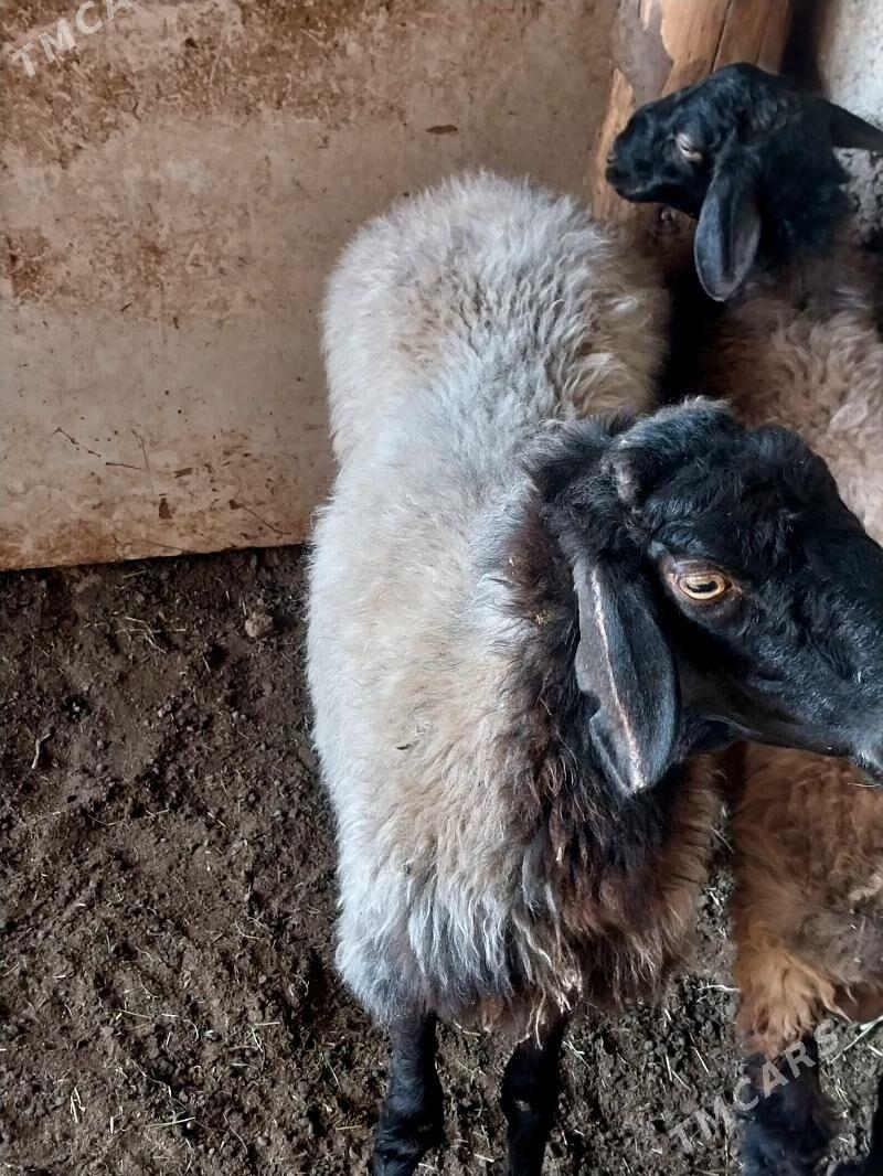 goÿun - Bagyr - img 2