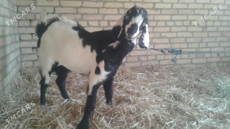 Пакистан овлак - Kerki - img 1