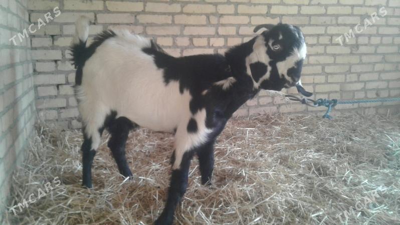 Пакистан овлак - Kerki - img 2