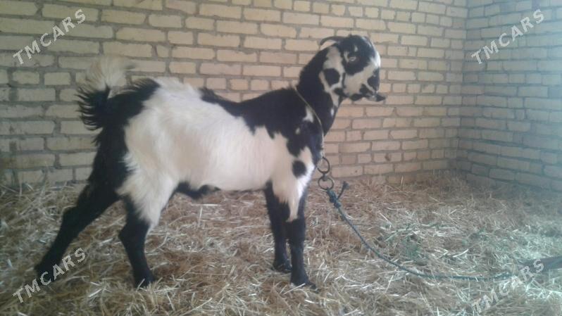 Пакистан овлак - Kerki - img 4