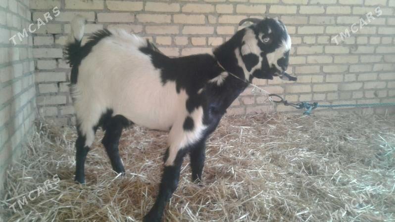 Пакистан овлак - Kerki - img 3