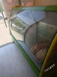 witrina holodilnik - Мары - img 1