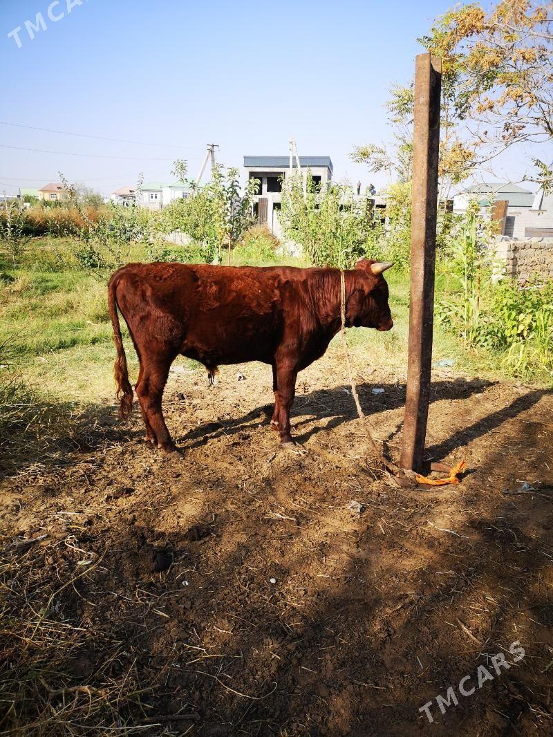 Öküz - Çoganly - img 2