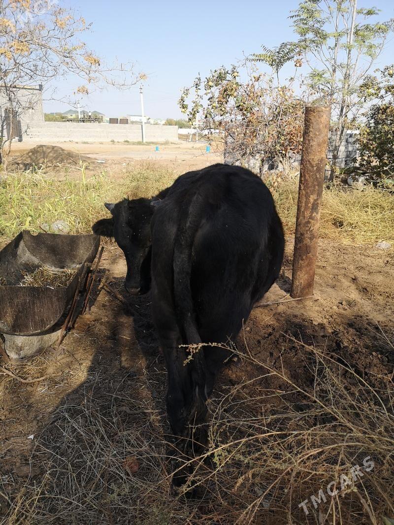 Öküz - Çoganly - img 3