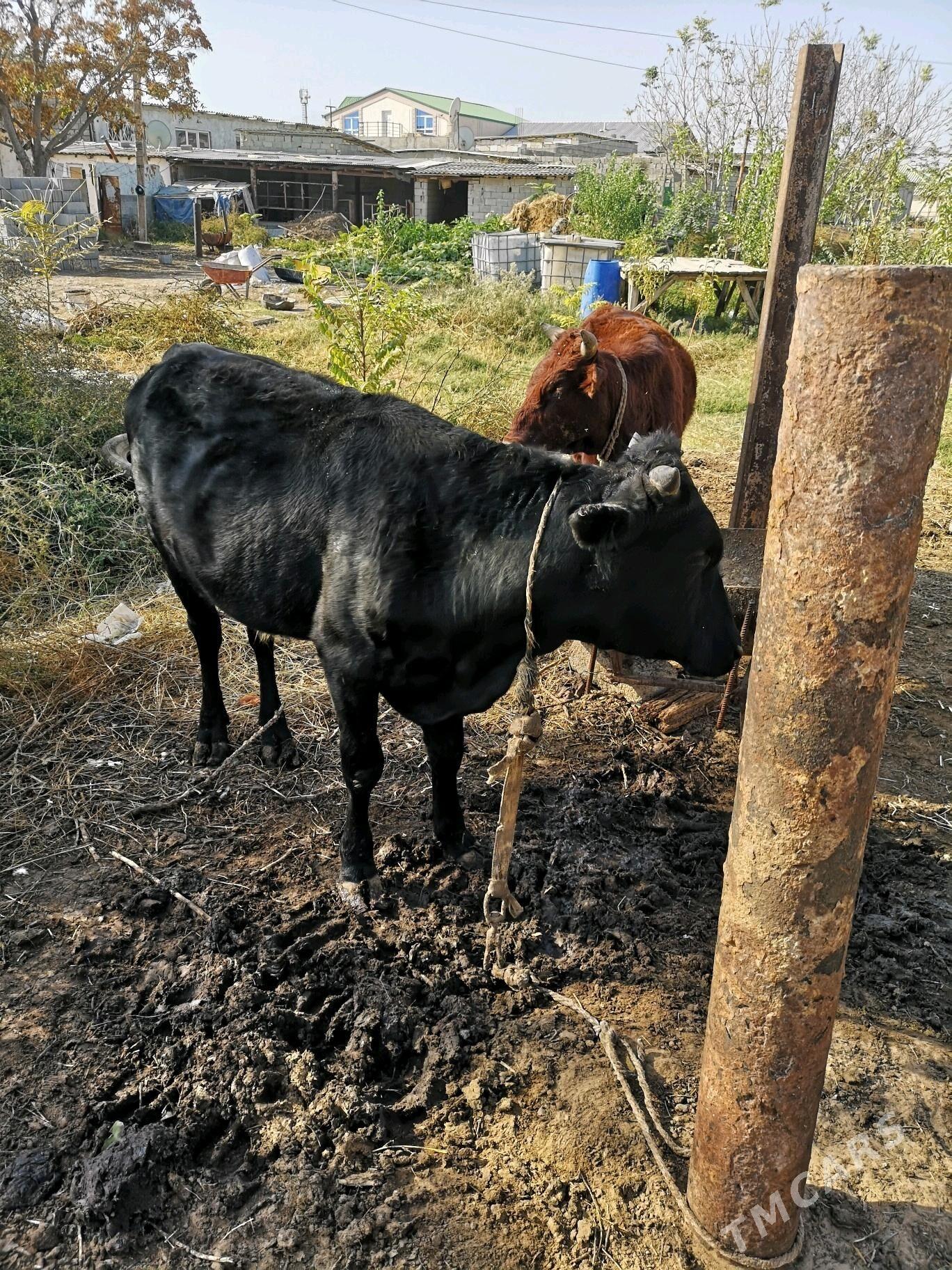 Öküz - Çoganly - img 4