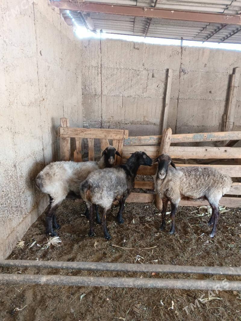 ENE GOYUNLAR - Aşgabat - img 4