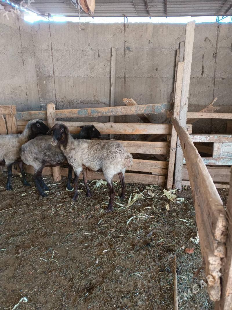 ENE GOYUNLAR - Aşgabat - img 2