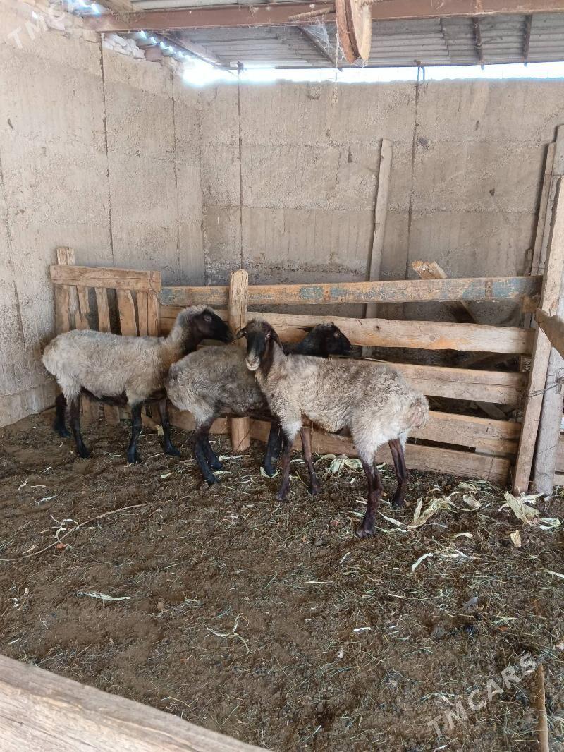 ENE GOYUNLAR - Aşgabat - img 3