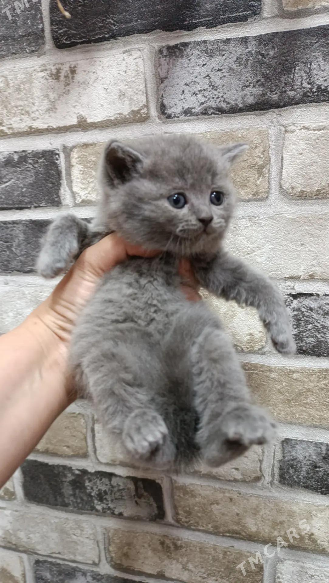 шотландская прямоушка девочка - Aşgabat - img 2