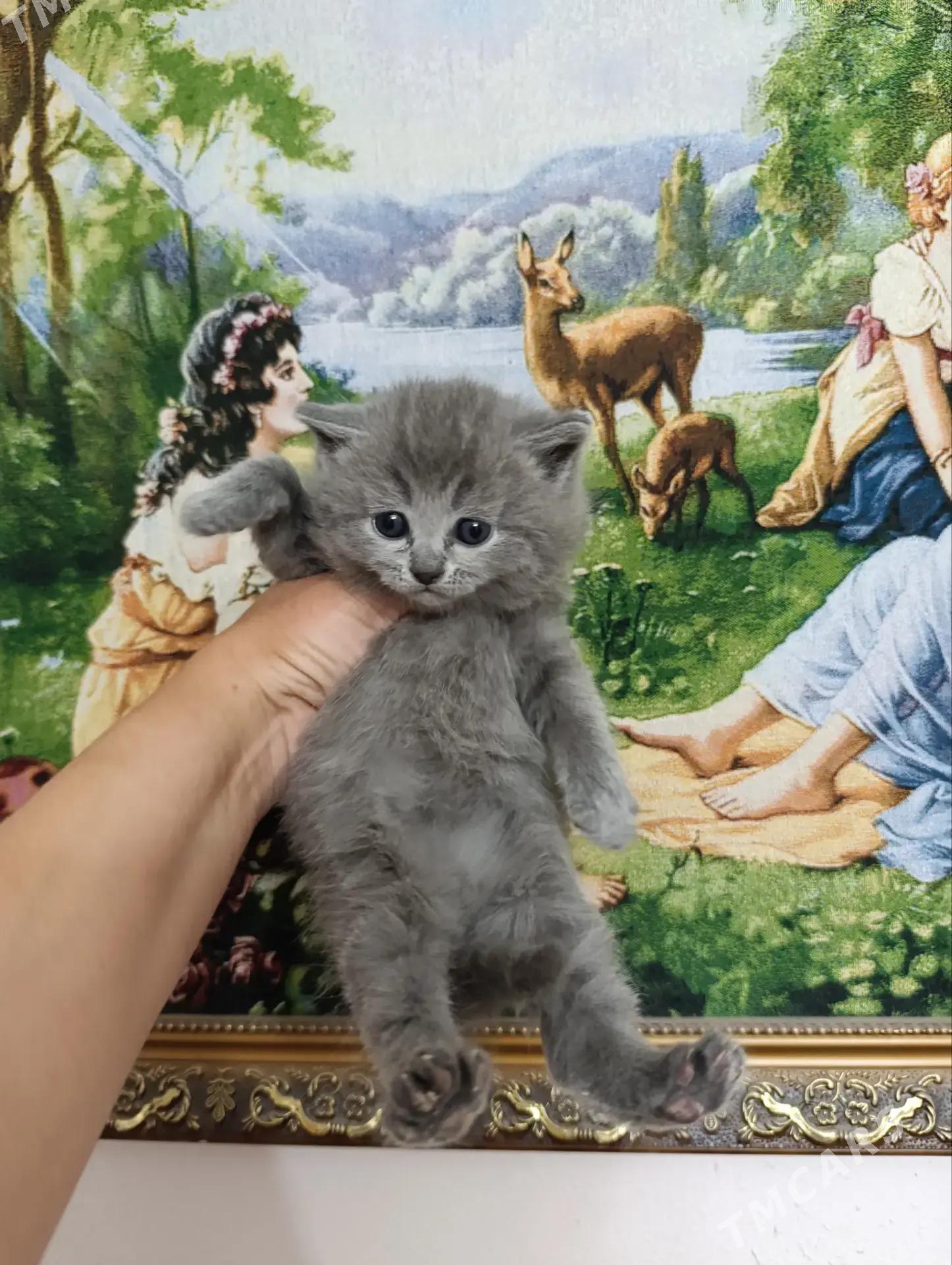 шотландская прямоушка девочка - Aşgabat - img 3