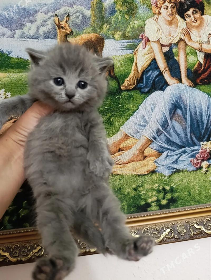 шотландская прямоушка девочка - Aşgabat - img 4