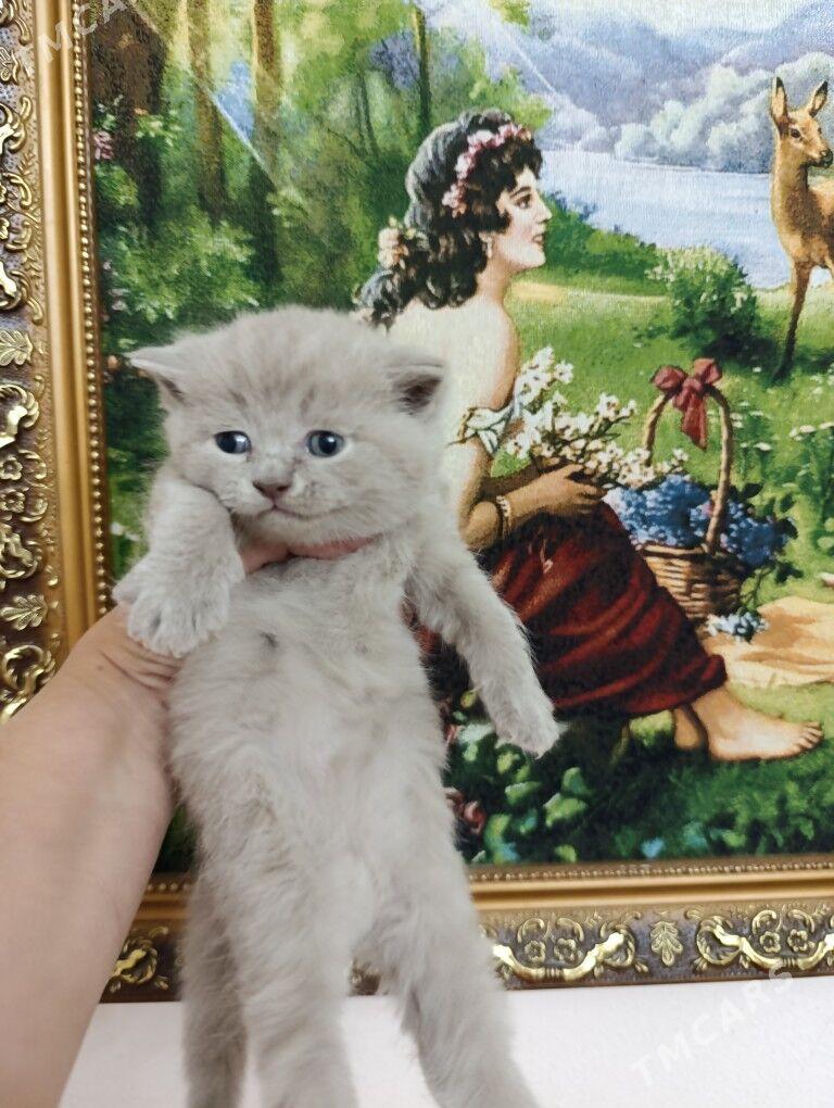 шотландский мальчик - Ашхабад - img 2