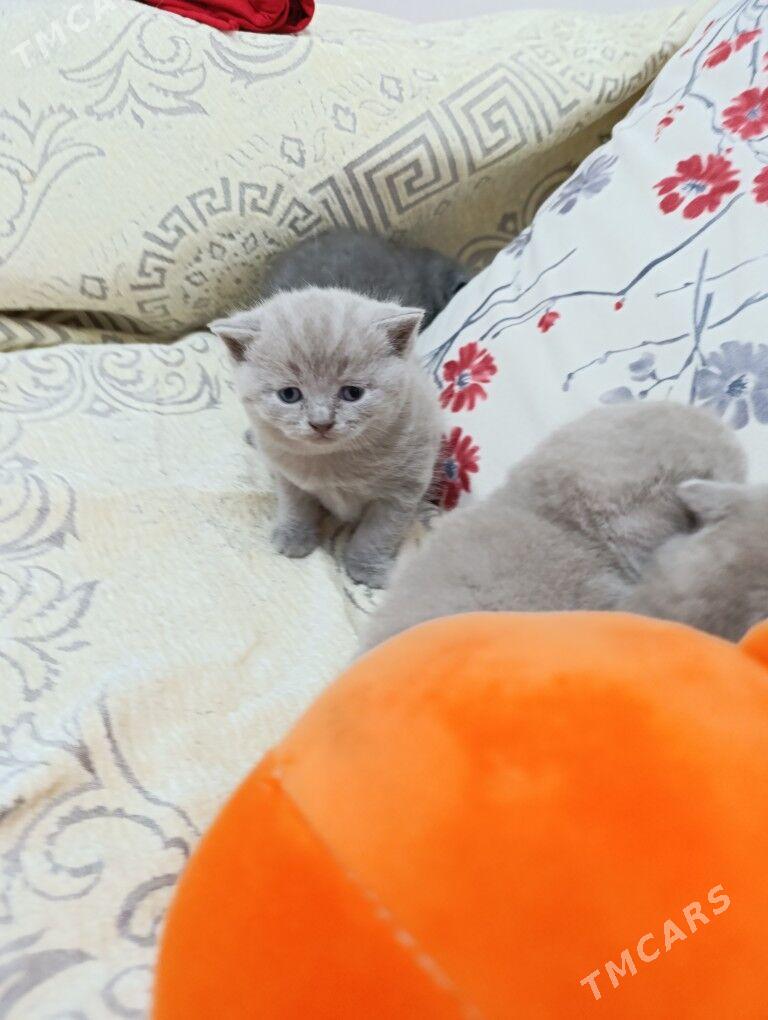 шотландский мальчик - Ашхабад - img 3