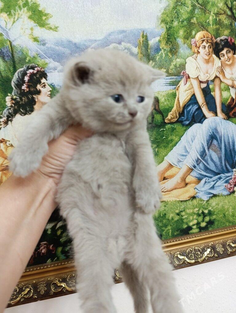 шотландский мальчик - Ашхабад - img 1