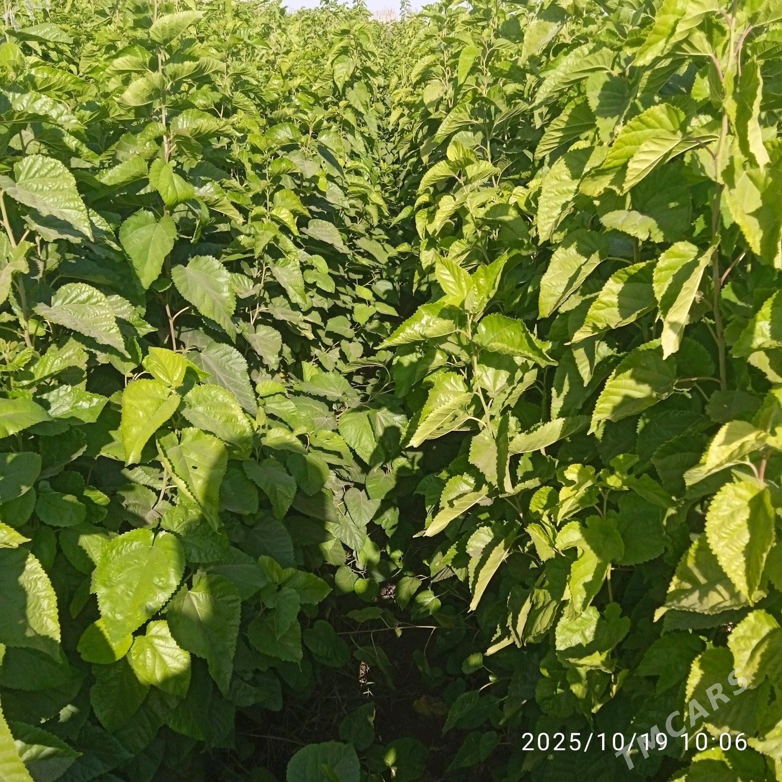 Şa tut - Sarahs - img 1