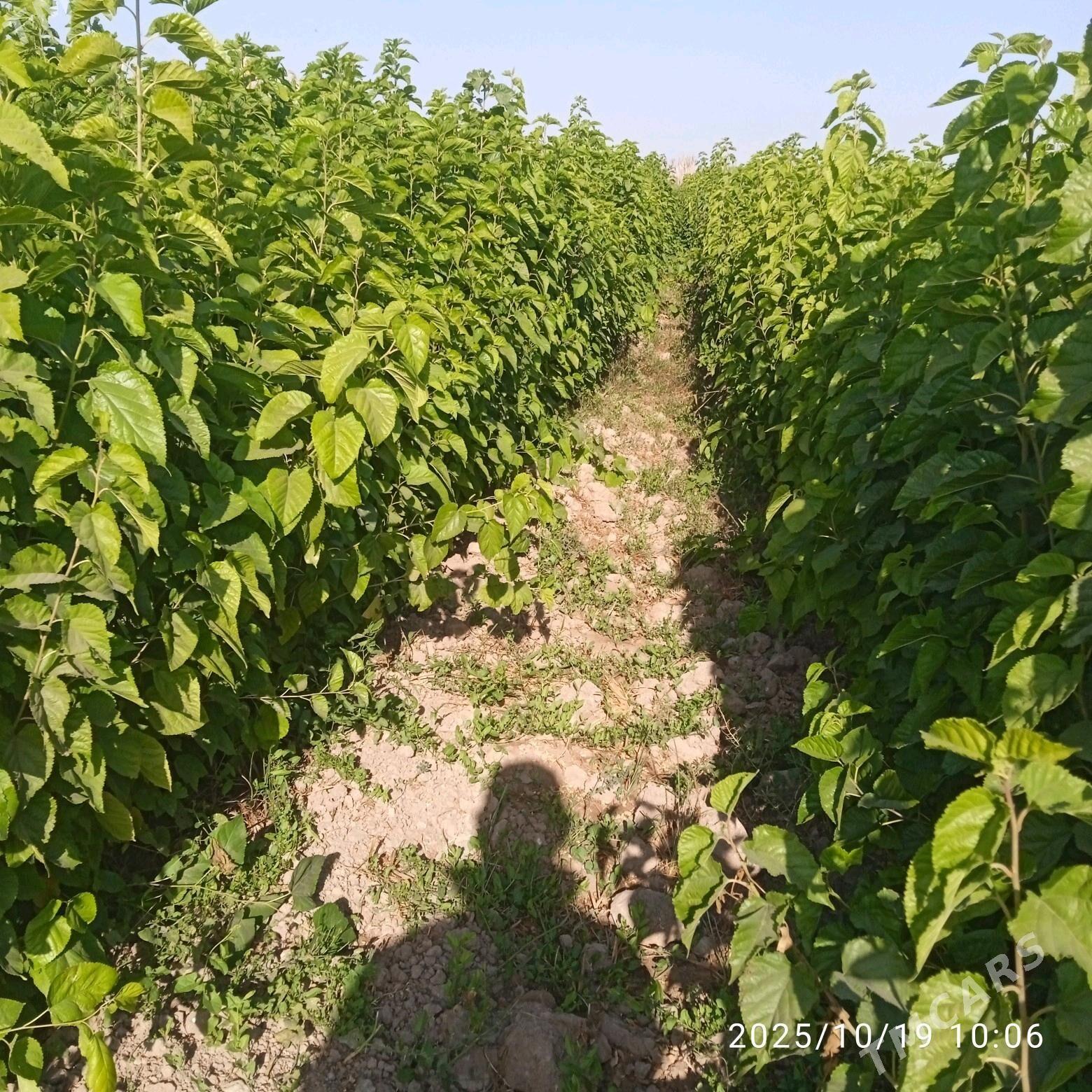 Şa tut - Sarahs - img 2