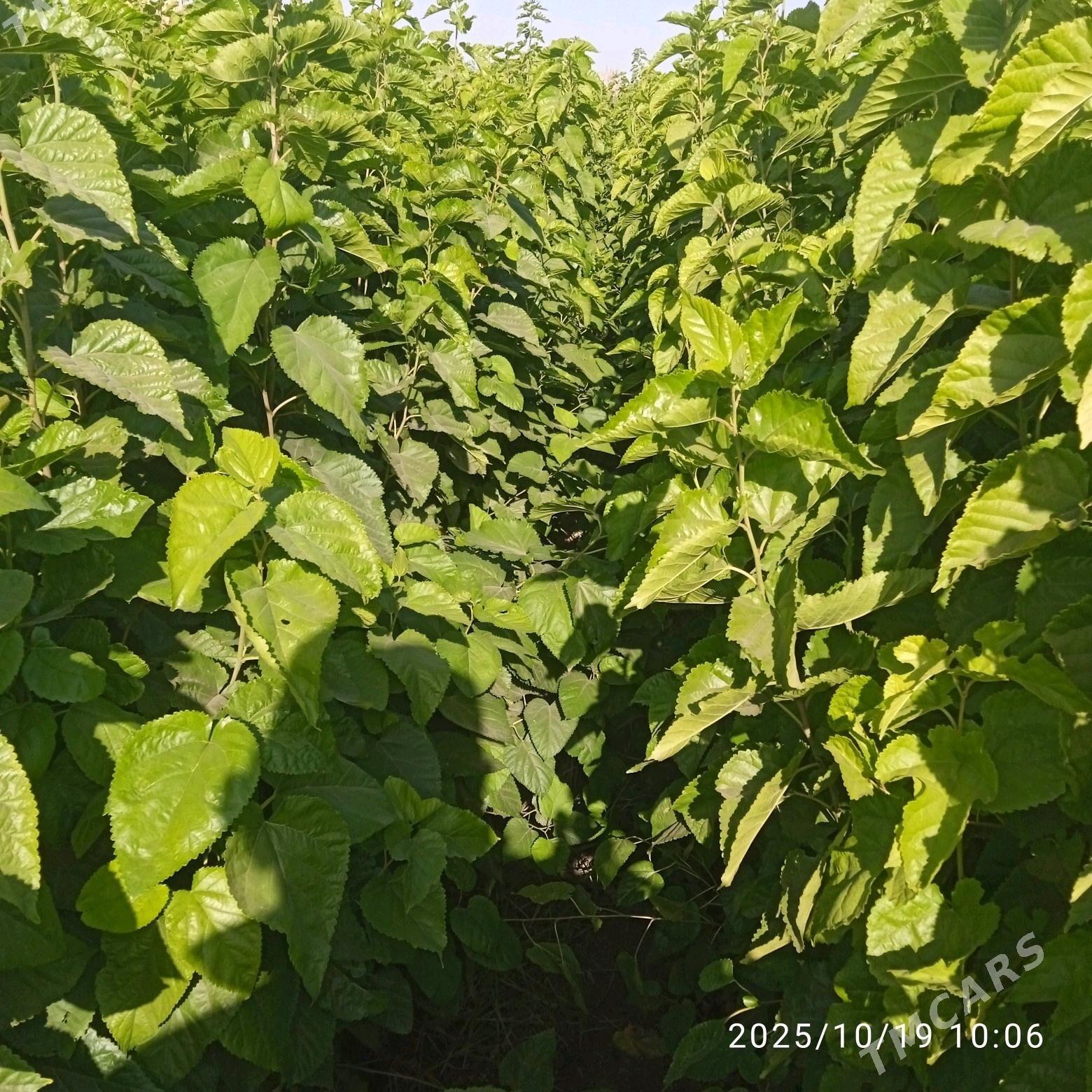 Şa tut - Sarahs - img 3