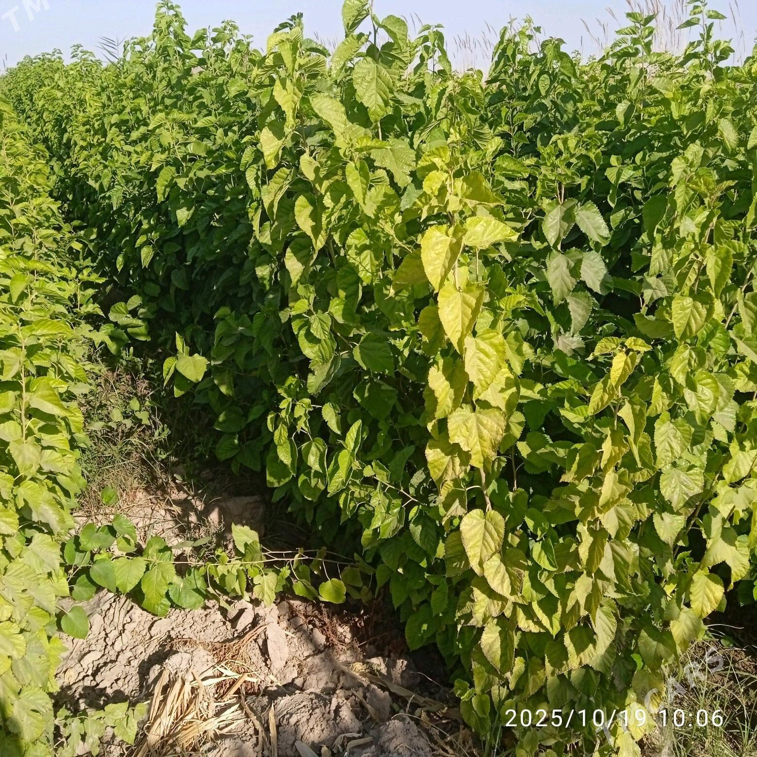 Şa tut - Sarahs - img 4