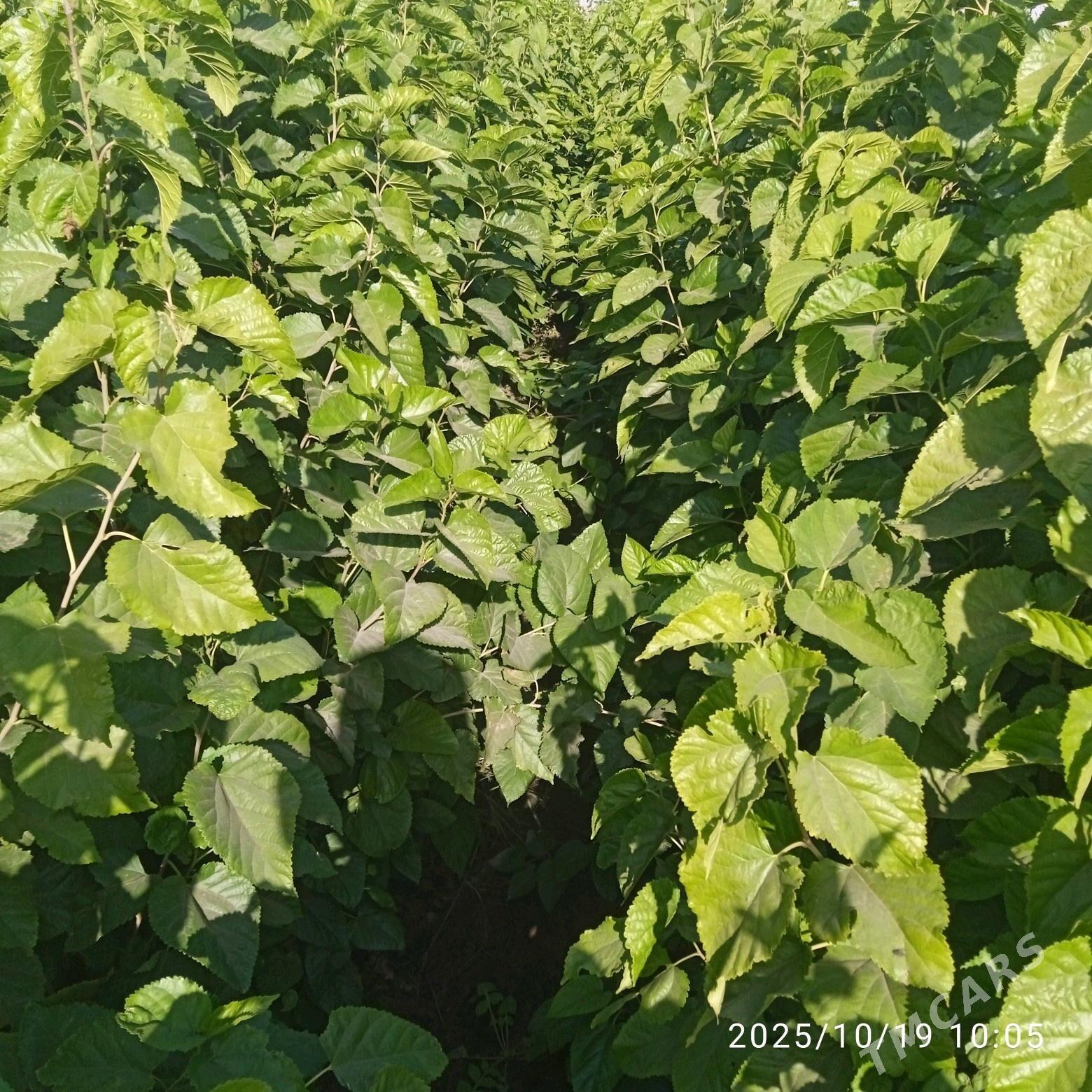 Şa tut - Sarahs - img 5