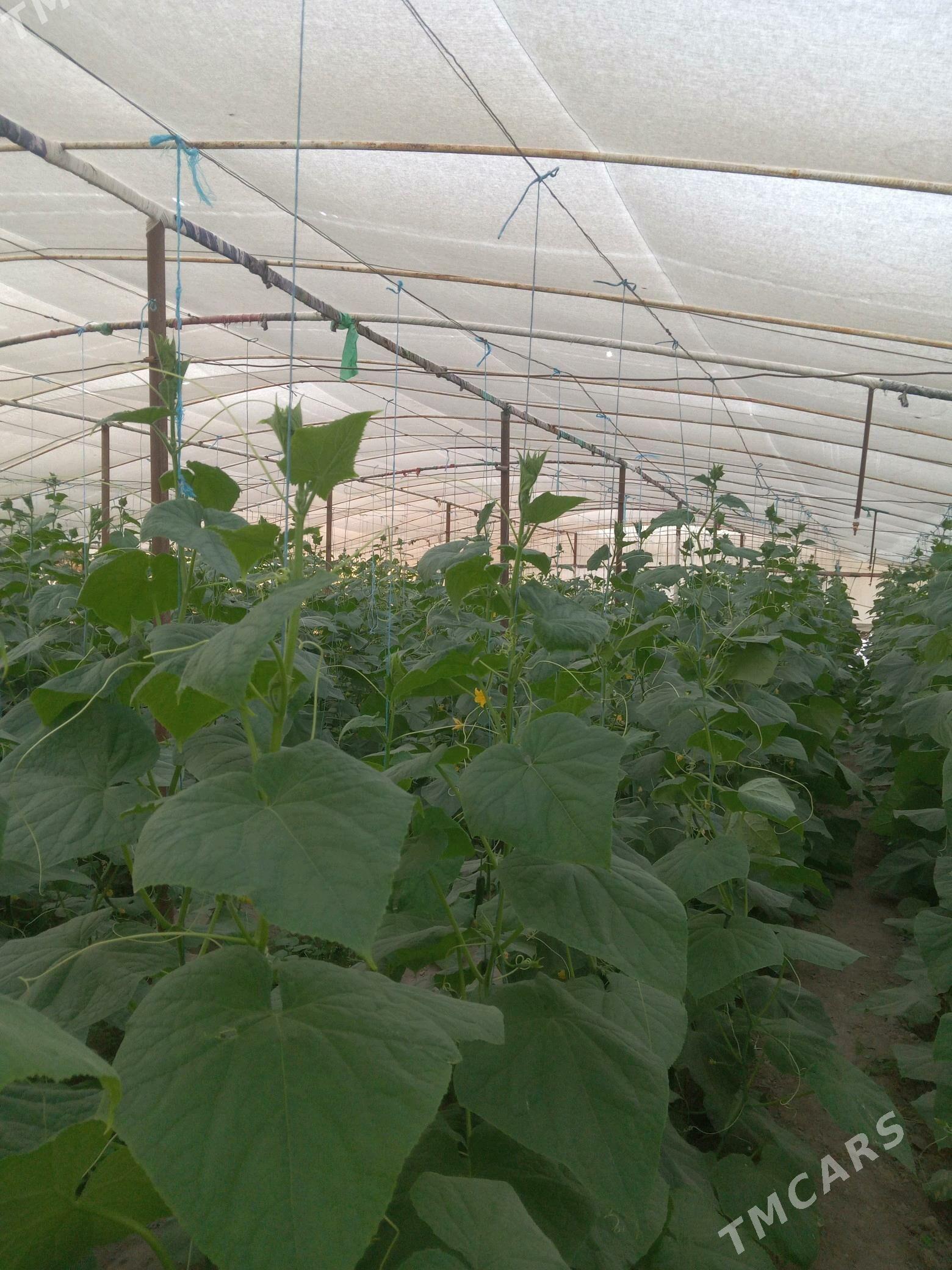 Parnik - Sakarçäge - img 3