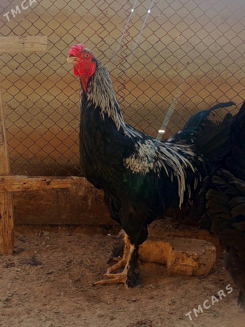 Arassa brama - Мары - img 2