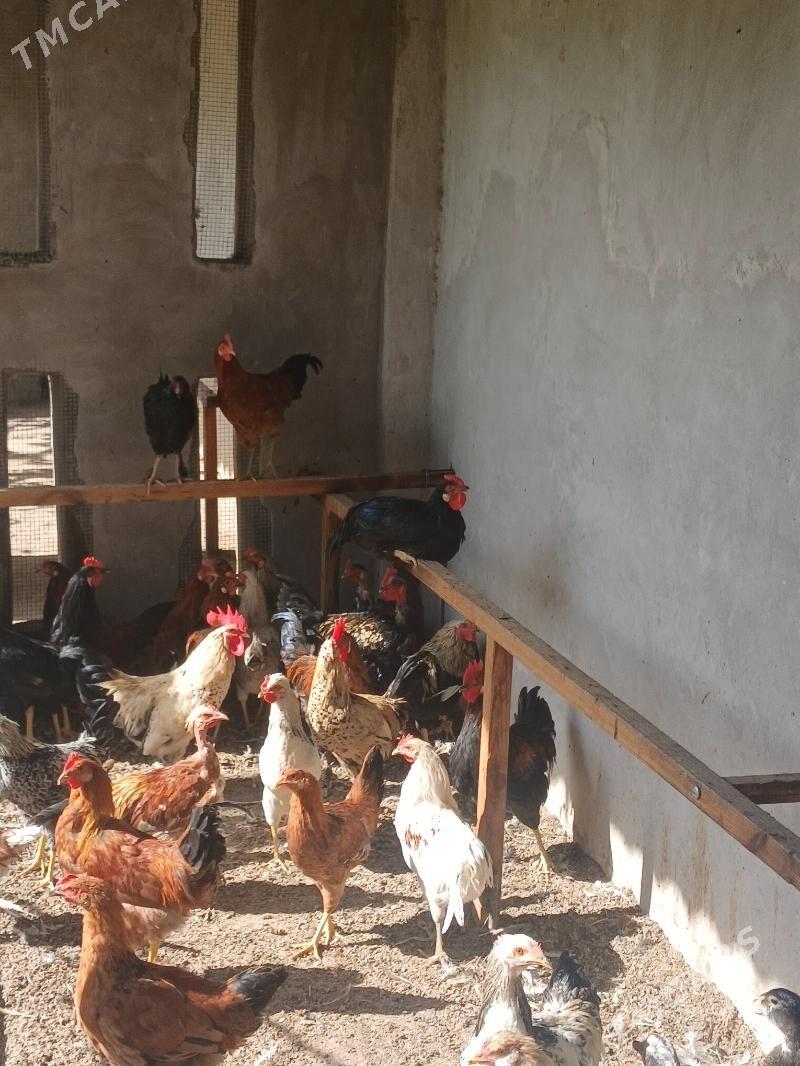 Horaz - Seýdi - img 2