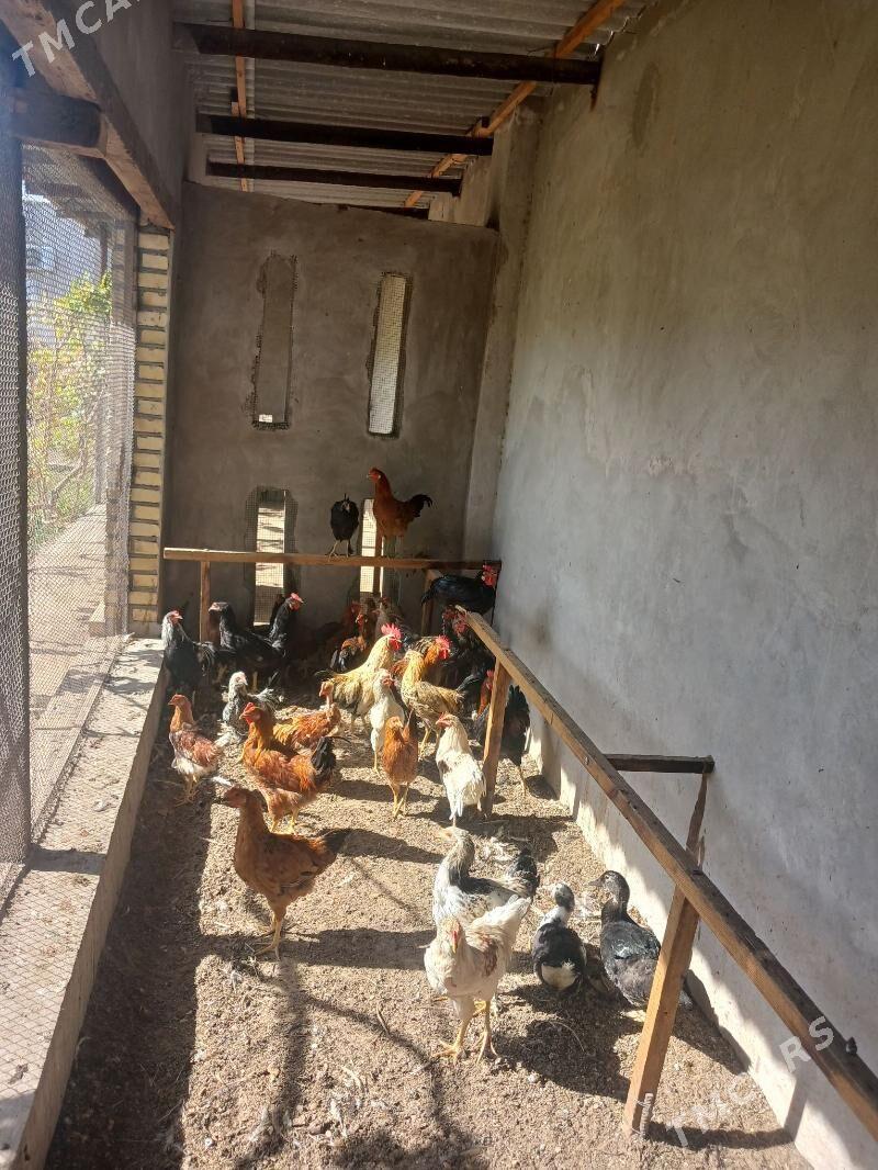 Horaz - Seýdi - img 3